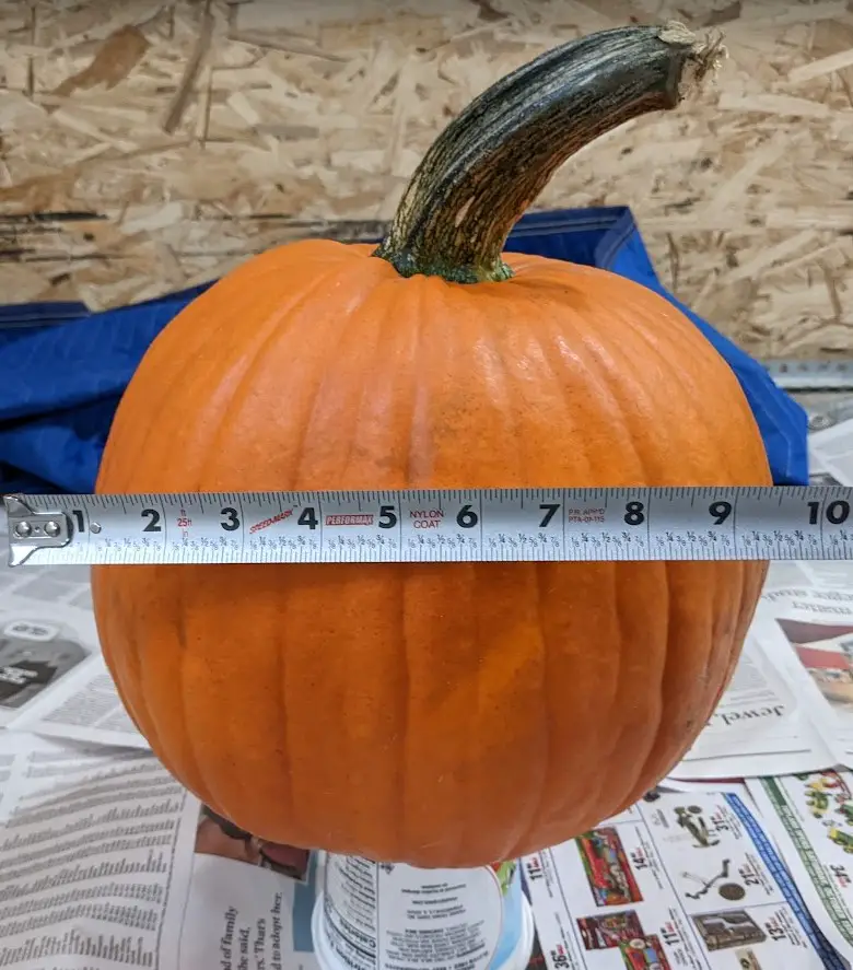 measuring pumpkin