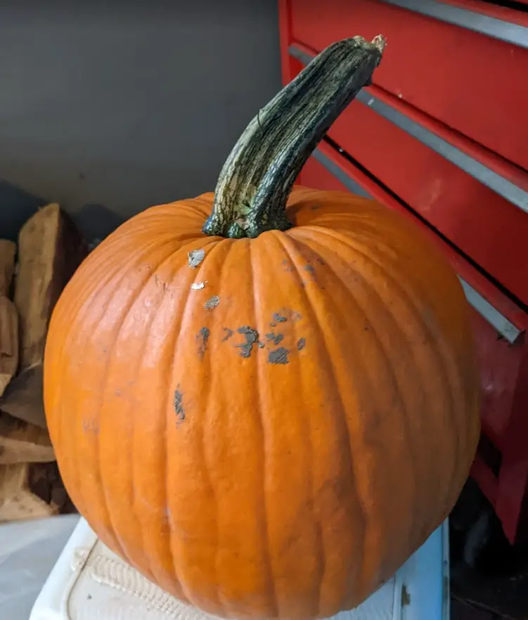 pumpkin